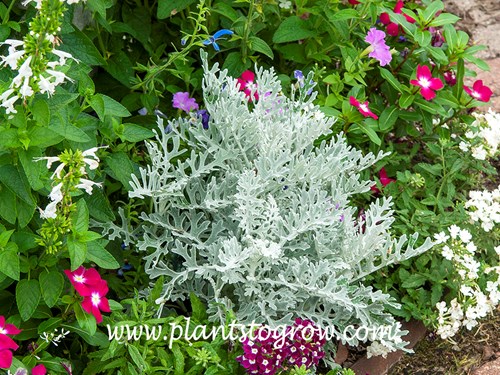 Silver Lace Duty Miller (Senecio cineraria)
